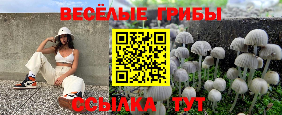 наркота  Галлюциногенные грибы Psilocybe  Вход с VPN  Назрань 